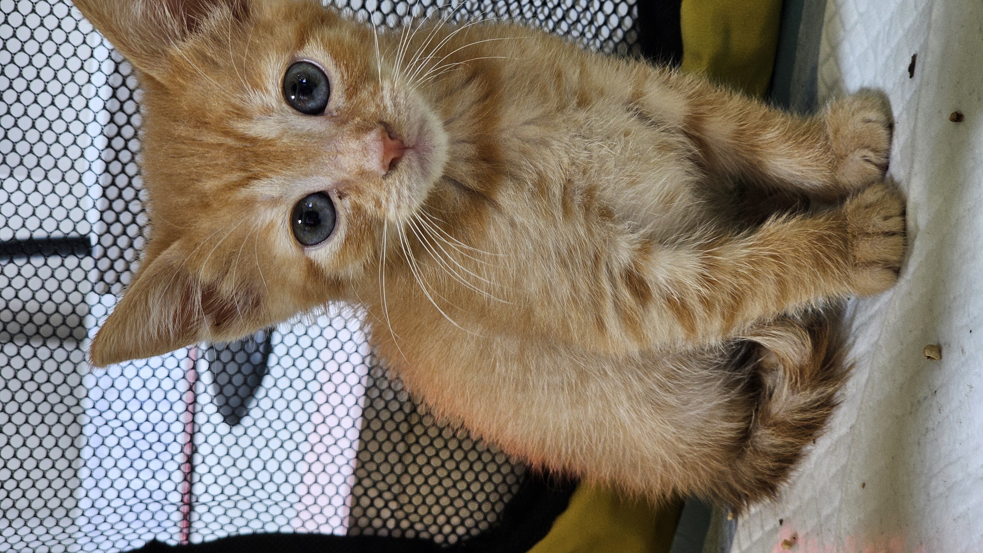 Gatito rescatado por la fundación